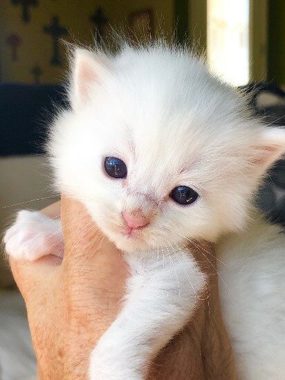 Ragdoll kitten