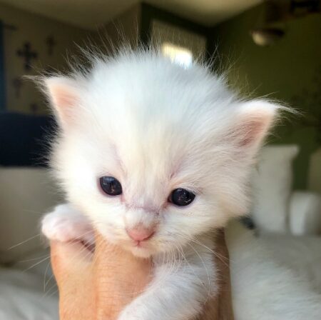 Ragdoll Kitten