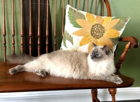 Delialah Ragdoll Queen