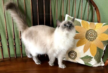 Delialah Ragdoll Queen
