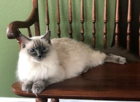Available Ragdoll kittens Norco, CA