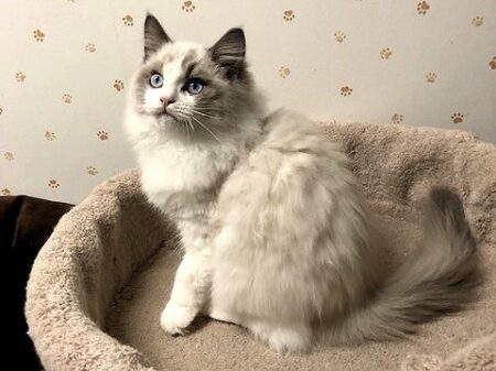 Available Ragdoll kittens Norco, CA