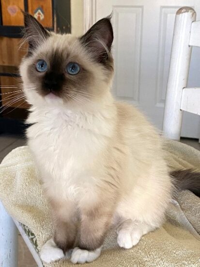 Available Ragdoll kittens Norco, CA