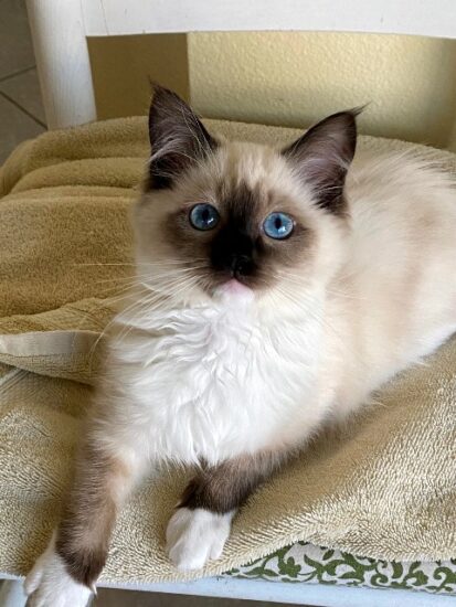 Available Ragdoll kittens Norco, CA