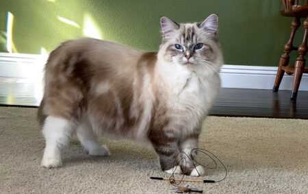 Available Ragdoll kittens Norco, CA