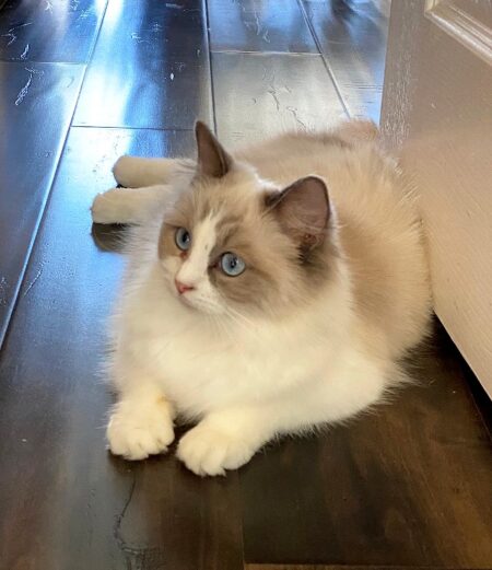 Available Ragdoll kittens Norco, CA