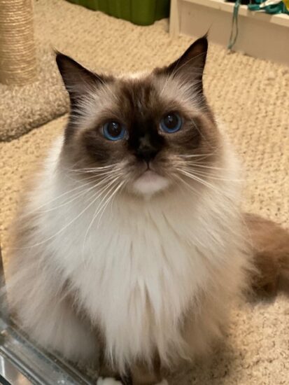 Available Ragdoll kittens Norco, CA