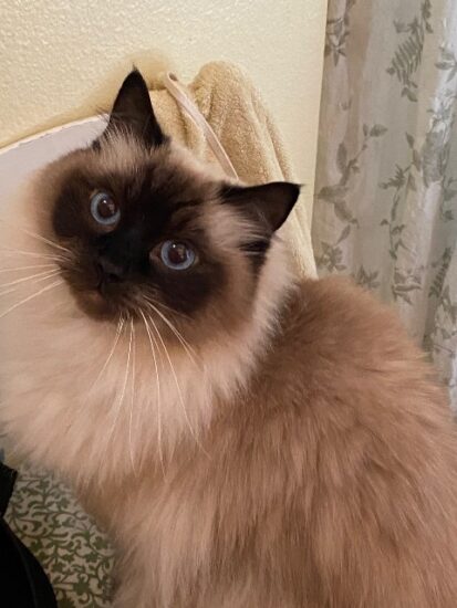 Available Ragdoll kittens Norco, CA