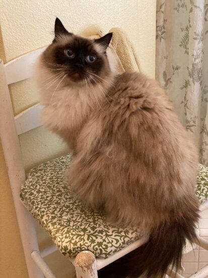 Available Ragdoll kittens Norco, CA