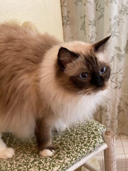 Available Ragdoll kittens Norco, CA