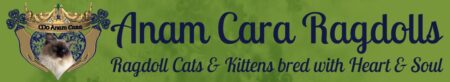 Available Ragdoll kittens Norco, CA
