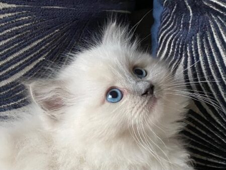 Blue Mitted Ragdoll Male Kitten