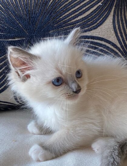 Male ragdoll kitten for sale Norco CA May 2021