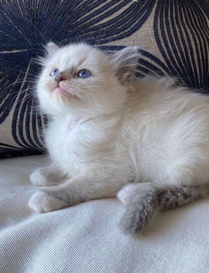 Male ragdoll kitten for sale Norco CA May 2021