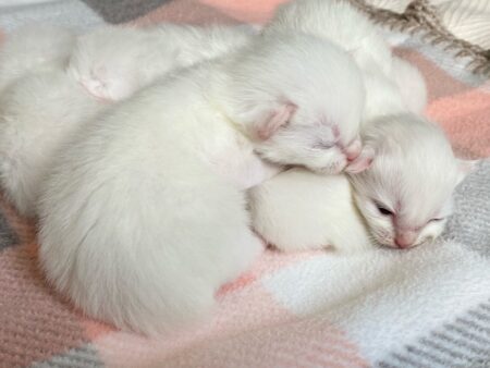 Abbigail-Seamus ragdoll kittens_June 2021