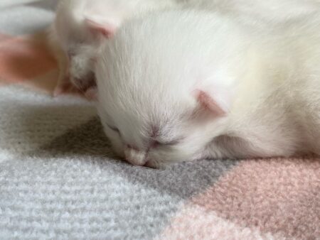 Abbigail-Seamus ragdoll kittens_June 2021