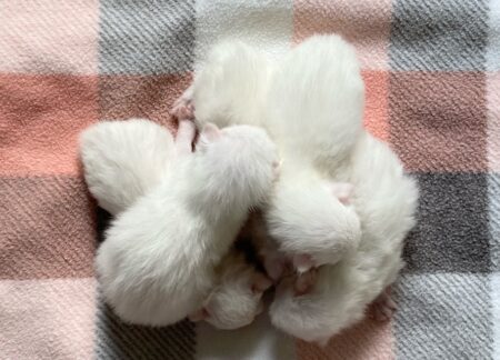 Abbigail-Seamus ragdoll kittens_June 2021
