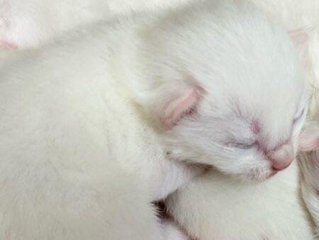 Abbigail-Seamus ragdoll kittens_June 2021