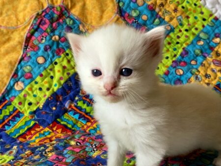 Male Blue eyed all white ragdoll kitten