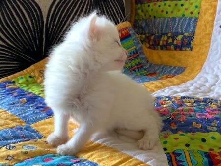 Male Blue eyed all white ragdoll kitten