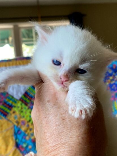 Male Blue eyed all white ragdoll kitten