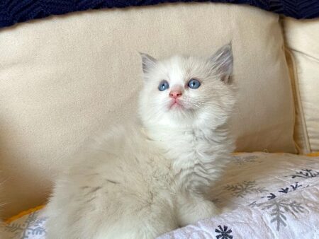 Male Blue Bicolor ragdoll kitten