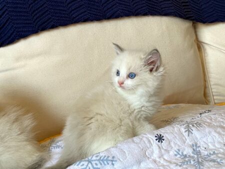 Male Blue Bicolor ragdoll kitten