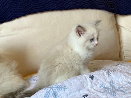 Male Blue Bicolor ragdoll kitten