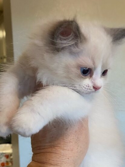 2021 Christmas Ragdoll kitten_Female Blue BiColor #1
