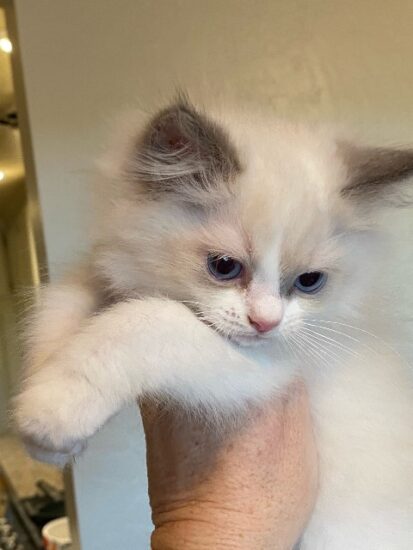 2021 Christmas Ragdoll kitten_Female Blue BiColor #1