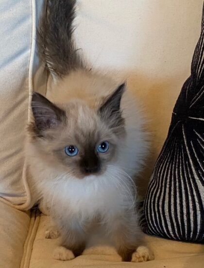 2021 Christmas Ragdoll kittenFemale Seal Mitted