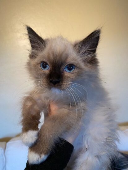 2021 Christmas Ragdoll kitten_Female Seal Mitted