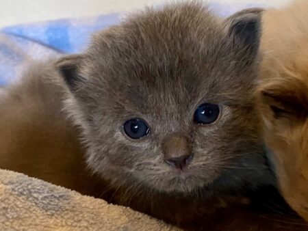 Solid Blue Male ragdoll kitten