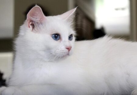 Blue eyed solid white ragdoll female