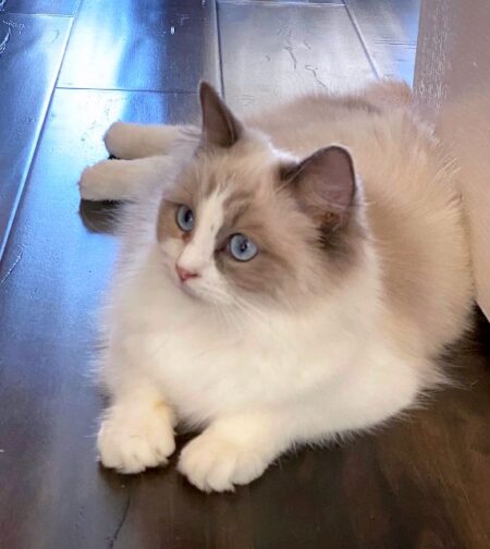 blue bicolor ragdoll female