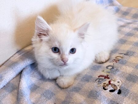 Available ragdoll kitten CA