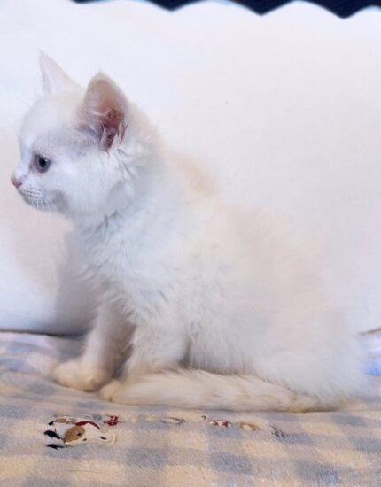 Available ragdoll kitten CA