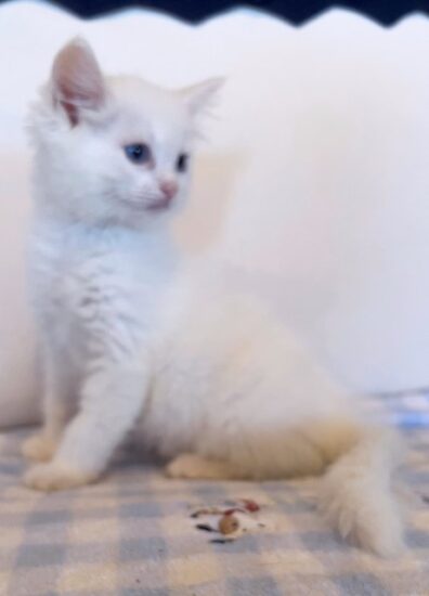 Available ragdoll kitten CA