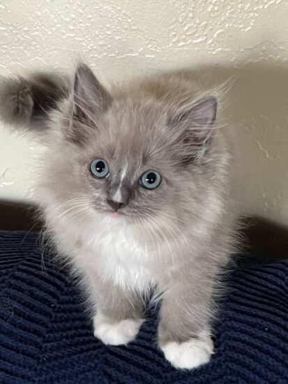 Available ragdoll kitten CA