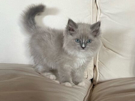 Available ragdoll kitten CA