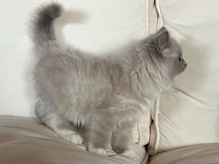 Available ragdoll kitten CA