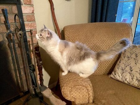 Ragdoll Queen CA