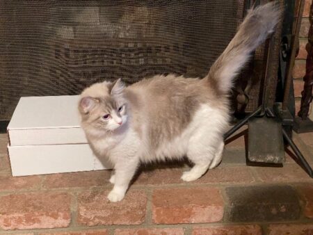 Ragdoll Queen CA