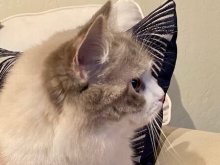 Ragdoll Queen CA