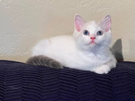 Available Ragdoll kitten CA