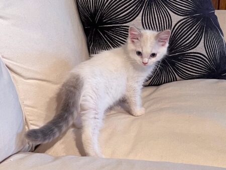 Available Ragdoll kitten CA