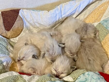Available ragdoll kitten CA