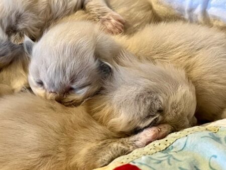 Available ragdoll kitten CA
