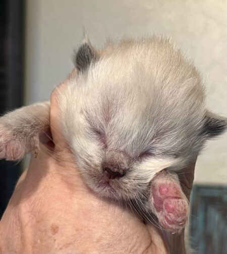 Available ragdoll kitten CA