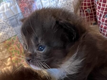 Available ragdoll kitten CA